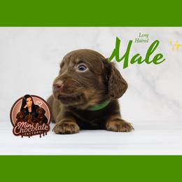 Fudge - Chocolate and tan male Dachshund puppy in Liberty, Texas from Mini Chocolate Factory