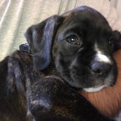 Boxer Puppies from Esquivel Boxers
