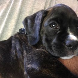 Boxer Puppies from Esquivel Boxers