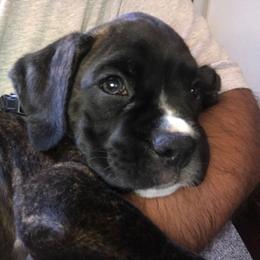 Boxer Puppies from Esquivel Boxers