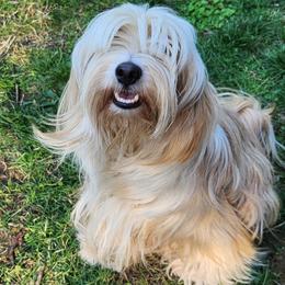 Wren - Tibetan Terrier