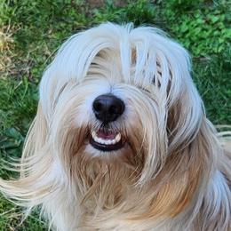 Wren - Tibetan Terrier