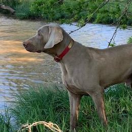 Bouchee - Weimaraner