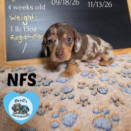 Wander - Dapple male Dachshund puppy in Hoquiam, Washington from Heyd's Mini Dachshunds