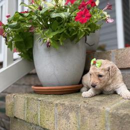 Ivy - Apricot female Goldendoodle puppy in Camden, North Carolina from Oopsie Doodles of NC