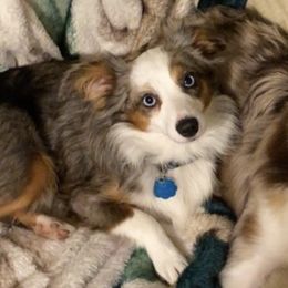 Nala - Miniature Australian Shepherd