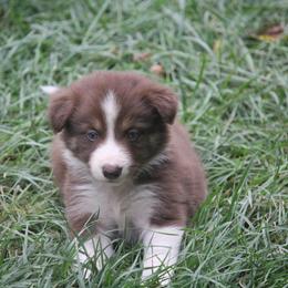 Border Collie, English Setter, and Miniature American Shepherd Puppies from First Harmony Farms