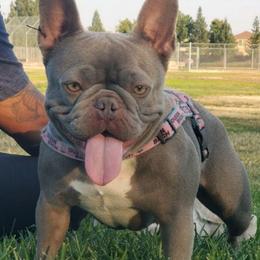 Aria - French Bulldog