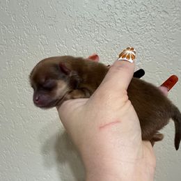 Rae - Chocolate and tan female Pomeranian puppy in Phoenix, Arizona from Luxpomz