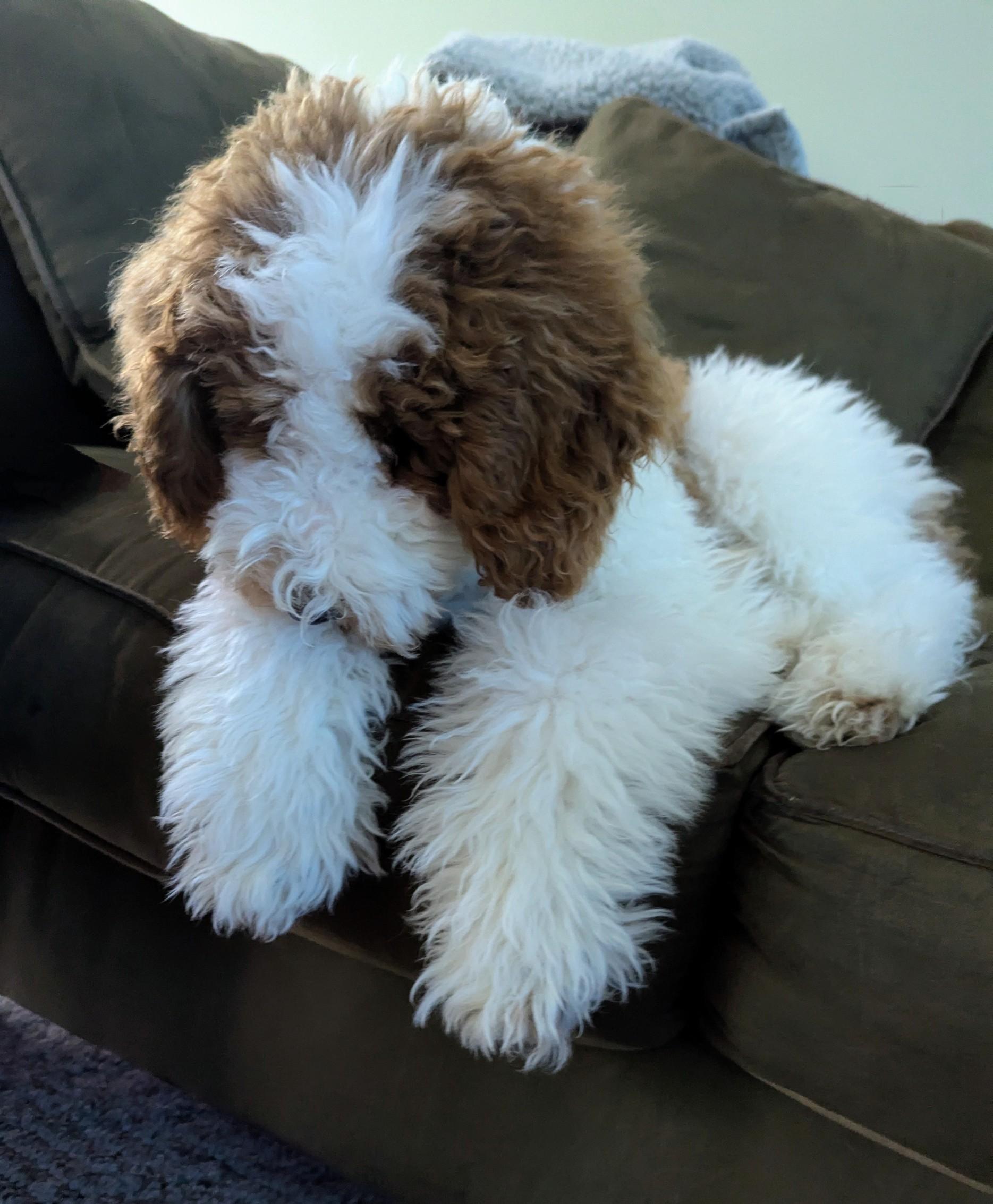 Koda