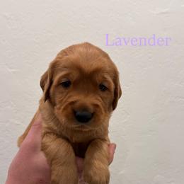 Lavender - Dark golden female Golden Retriever puppy in Windsor, California from Copper Tail Golden Retrievers