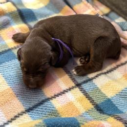 Purple Collar - Red and rust female Doberman Pinscher puppy in Lake City, Florida from Paintedcrazy Doberman Pinchers