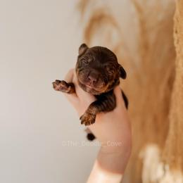Beige boy - Chocolate male Australian Labradoodle puppy in Syracuse, Indiana from The Doodle Cove