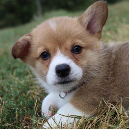 Pembroke Welsh Corgi Puppies from Fire Sweep Ranch