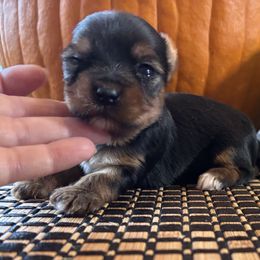 Boots - Black and tan female Yorkshire Terrier puppy in Lafayette, Georgia from Berggipfel Yorkies