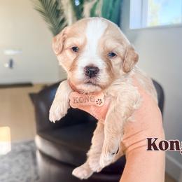 Kong - Red male Bernedoodle puppy in West Haven, Utah from Split Mountain Doodles