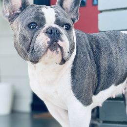 Boxers and French Bulldogs from The Bakery