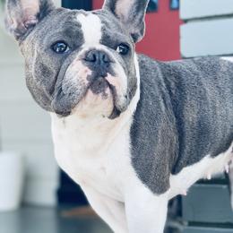 Boxers and French Bulldogs from The Bakery