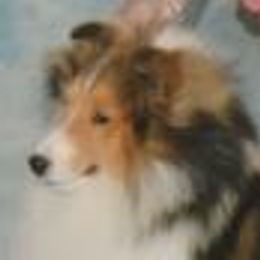 Charlie - Shetland Sheepdog