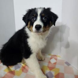 Trevor - Black tri-color male Australian Shepherd puppy in Crestline, Ohio from High Desert Aussies