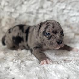 Havoc - Blue tri-color male American Bully puppy in Purdy, Missouri from Shotgun Pups