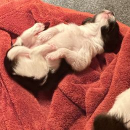 Papillons from Cheryl's Papillons