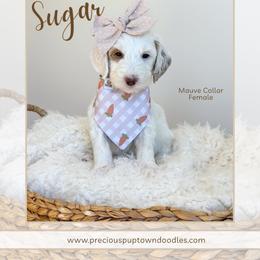 Sugar - Parti female Goldendoodle puppy in Bell Buckle, Tennessee from Precious Puptown Doodles