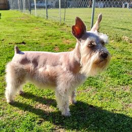 Addie - Miniature Schnauzer