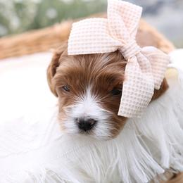Aspen - Apricot female Cavapoo puppy in Payson, Utah from Little Diamond Doodles