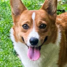 Ava - Pembroke Welsh Corgi