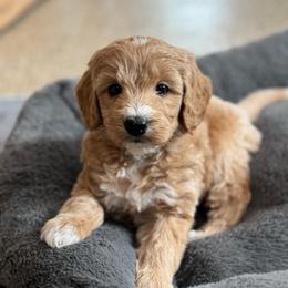 Promise - Apricot female Goldendoodle puppy in Wharton, Texas from Little Fur Friends