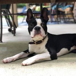 Boston Terrier and Golden Retriever All Grown Up from Melissa Holifield