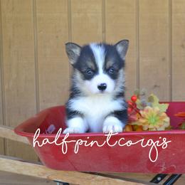 American Corgi and Pembroke Welsh Corgi Puppies from Half-Pint Corgis