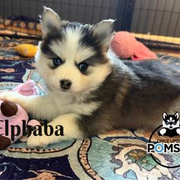 Elphaba - Black and white female Pomsky puppy in Eastman, Georgia from Once Upon A Pomsky