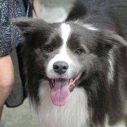 Border Collie puppies from Cloudland Border Collies