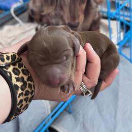 Carmello - Chocolate and tan female Dachshund puppy in Duncan, Arizona from Bootheel Doxies & Poms