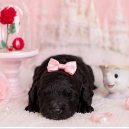 Belle - Black female Poodle puppy in Hertford, North Carolina from Heaven Sent Shihpoo's