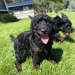 Hansel - Sable male Poodle puppy in Ellenburg Center, New York from Kristin's Puppies