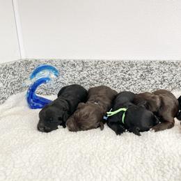 Boy 5 - Brown and white male Portuguese Water Dog puppy in Grants Pass, Oregon from Rogue River Portuguese Water Dogs