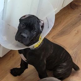 Caliber's Prada - Black brindle Cane Corso puppy in Mount Sterling, Kentucky from Caliber Cane Corso