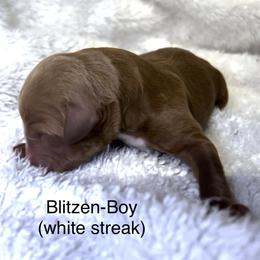 Boy 3 - male Bernedoodle puppy in Greenville, South Carolina from Halo BerneDo