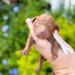 Dolly - Red  female Goldendoodle puppy in Wharton, Texas from Little Fur Friends