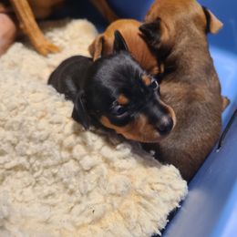Girl 2 - Black and rust female Miniature Pinscher puppy in Phelan, California from Desert Rose Kennel