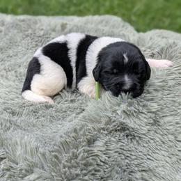 Green - White and black male Newfoundland puppy in Independence, Missouri from K & L Ranch
