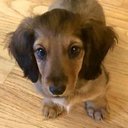 Dachshunds and French Bulldogs from Small Wonders Kennel, LLC