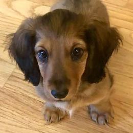 Dachshunds and French Bulldogs from Small Wonders Kennel, LLC