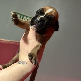 Light purple - Fawn female Boxer puppy in Louisville, Kentucky from Nelson’s Fancy Frenchies and Bulldogs