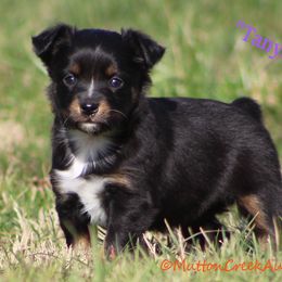 Miniature Australian Shepherd Puppies from Mutton Creek Aussies