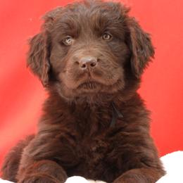 Mia Female Charcoal Collar - Brown female Newfoundland puppy in Dalton, Ohio from Newfforu