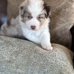 Poppy - Red merle female Australian Shepherd puppy in Creston, California from Copper Sky Aussies of the Cental Coast
